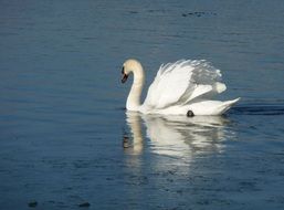 White swan on a pond in nature