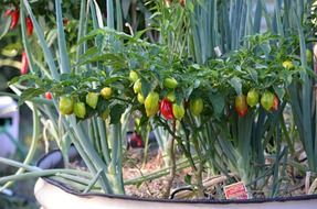 ripening small chilli peppers