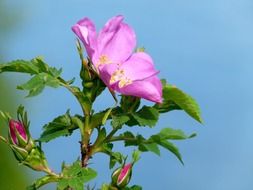 photo of pink wild rose plant