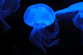 Blue jellyfish in the dark sea