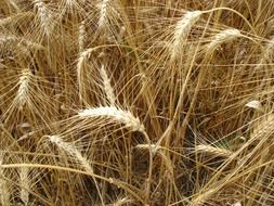 wonderful wheats summer