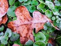 leaf autumn season