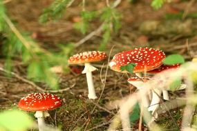 Fly agarics among dry foliage