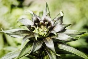 plant with green bloom