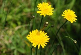 yellow dandelions in the meadow