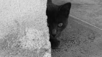 black cat around the corner