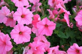 pink petunias blooming outdoor