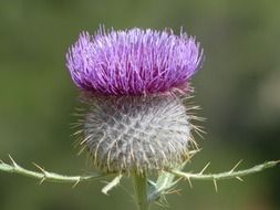 Beautiful purple thistle plany