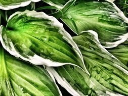 green leaves with morning dew closeup