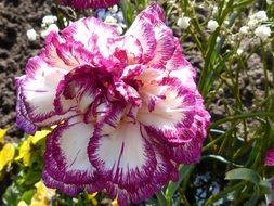 purple and white peony bud