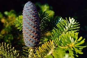blue pine cone