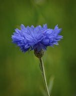 bright blue wild flower close