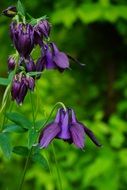 garden plant columbine in bloom