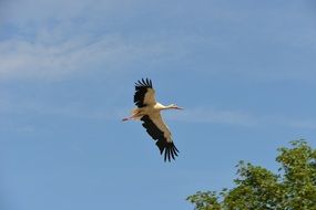 stork flying over tree