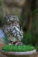 wonderful bird of prey