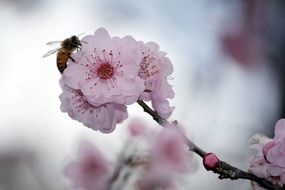 Bee on cherry blossoms