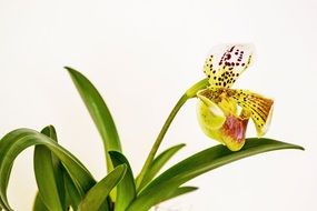 yellow orchid on a white background