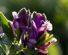 macro photo of purple polygala myrtifolia flower with raindrops on it