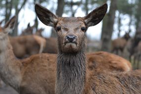 deer in the zoo close-up on a blurred background