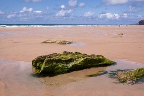 seaweed on the beach