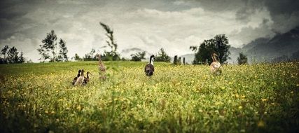ducks on a spring green meadow