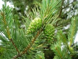 green cones on a pine branch in the forest