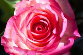 beautiful rosebud close-up