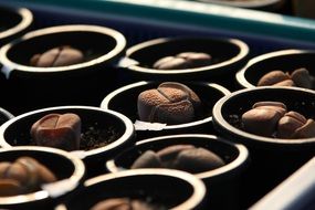 Fleshy plants in pots