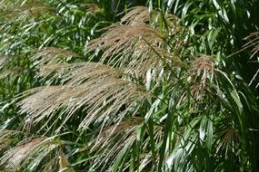 nature autumn grasses sunny scene