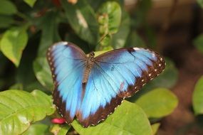 blue butterfly with open wings on a green plant