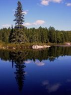 pine and trees are reflected in the water