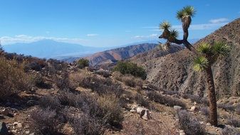 scenic mountains in desert, usa, california, joshua tree national park