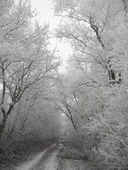 Photo of frozen atmosphere in a forest