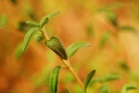 thyme plant