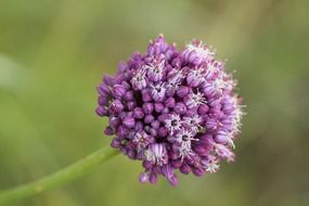 spherical purple inflorescence close-up