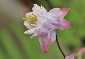 Pale pink flower closeup
