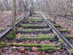 old moss covered rails in the forest