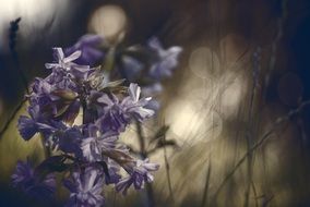 dried blue flowers in the field