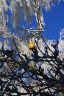 yellow pear on bare branch at winter