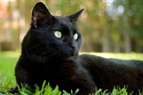 magnificent cat black feline