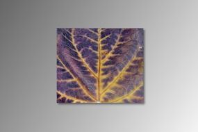 picture of Colorful leaf in the autumn