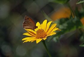 brown butterfly on a bright yellow flower