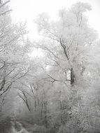 trees in hoarfrost