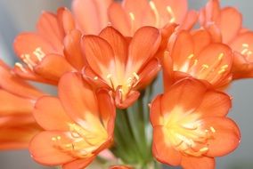 bunch of pale red clivia flowers