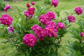 bush of pink peony flowers