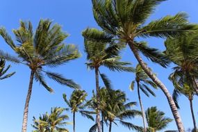 palms palm trees hawaii tropics