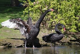 two black and swans on the lake