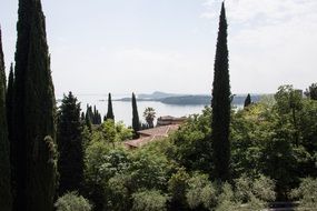 palm trees and cypresses on the coast