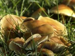 Forest mushrooms among green grass