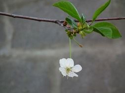 closeup photo of White cherry flower on the tree